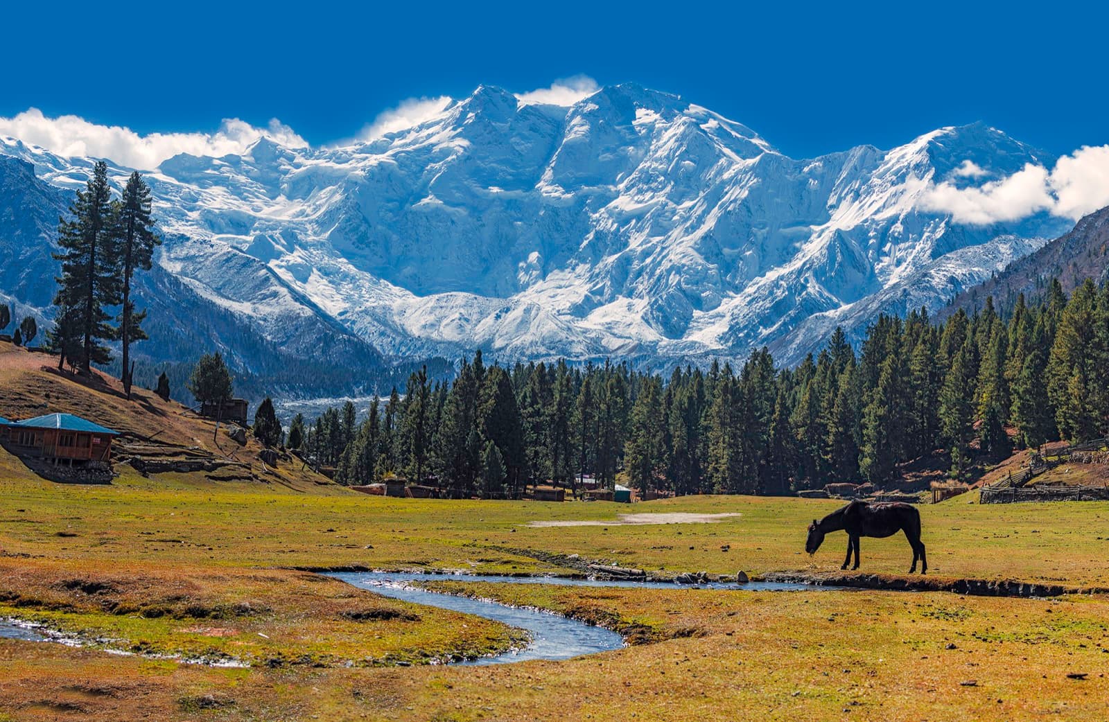 A horse grazing below Nanga Parbat at Fairy Meadows